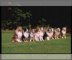 Don't miss what's happening in your neighborhood. Puppyfinder Com Miniature Australian Shepherd Puppies Puppies For Sale Near Me In Colorado Usa Page 1 Displays 10