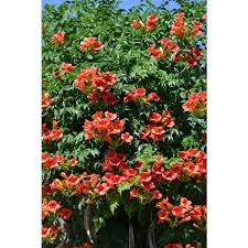 Campsis quickly propagates through root or sucker division and layering or cuttings. Botanical Name Campsis Radicans Monbal Common Name Balboa Sunset Trumpet Vine Plant Form Climbing Flower C In 2021 Trumpet Vine Flowering Vines Trumpet Creeper