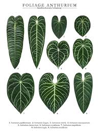 General common names include anthurium, tailflower, flamingo flower, and laceleaf. Foliage Anthurium Family Golongan House Plant Malaysia Facebook