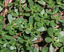 Image result for Portulaca centrali-africana
