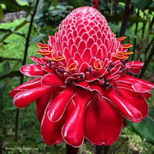 Pin On Flora