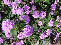Full Size Picture Of Weeping Lantana Trailing Lantana Trailing Lavender I Lantana Montevidensis I Lantana Flower Garden Butterfly Garden