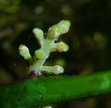 Image result for Xymalos monospora