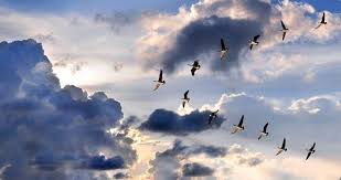 Birds That Start With The Letter V The Goose Story Next Year When You See Geese Flying Along In A V Formation Heading South For The Winter Think Abou Birds Flying Flock Of Birds Birds In Flight