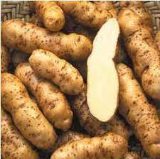 I never grew potatoes before so this year is the first year, and i have to grow them in a root pouch as i have no. Rare Makah Ozette Potato Seed Is Now Available To Nw Farmers Northwest Agriculture Business Center Blog