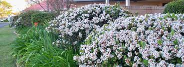 Best plant for hedges in florida. The Best Hedge Plants For Florida