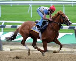Meantime Could Put Silverton Hill On The Map Bloodhorse