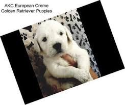 Where are golden retrievers from? Gun Dogs Golden Retriever For Sale In Spokane Agriseek Com