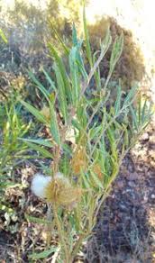 Image result for Gomphocarpus fruticosus