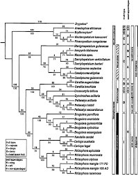 Image result for Aneulophus africanus