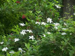 Graceful 4 white flowers with yellow anthers on vigorous vines produce an incredible floral show. Huldine Clematis Large Plant With Many White Flowers Over A Long Season
