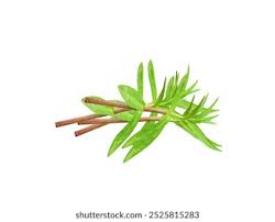 Image result for Enydra fluctuans