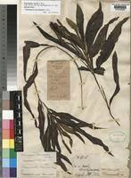 Image result for Potamogeton schweinfurthii
