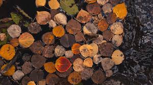 Cedar is definitely getting better at sitting for photos, before it was  mainly shot and pray one came out not blurry! . . . . . ⁣ .⁣ .⁣ .⁣ .⁣ .⁣ #