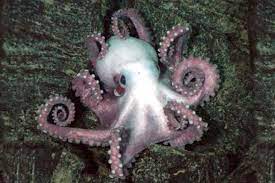 Squid Vs Octopus Octopus Species Octopus Types Of Octopus
