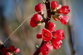 Chaenomeles x superba 'knap hill scarlet' japanese quince: Ornamental Quince Japanese Quince Bill Quince Chaenomeles Japonica Flowers Red Flowering Twig Early Bloomer Early Spring Bush Bloom Pikist