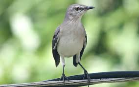 It can mimic the sounds of other birds and things they hear, the northern mockingbirds risk level to extinction is at least concern (lc), according to the icun red list of. More About Mockingbirds 10 000 Birds