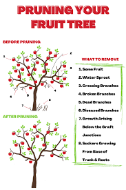 Image result for pruning plum trees