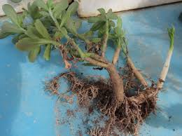 Image result for Emilia transvaalensis