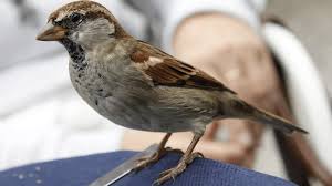 Burung pipit menimbulkan kerusakan berat apabila terjadi perbedaan waktu tanam yang signifikan (lebih dari 3 minggu) pada hamparan sawah di sekitarnya. 7 Makanan Burung Gereja Yang Bernutrisi Tinggi Arenahewan Com