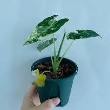 Image result for Orbea melanantha