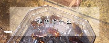 有螳螂、 蜣螂、 蟑螂、 蚂螂 a beetle name。 如: èŸ'èž‚æ€•ä»€ä¹ˆ å'è´¢å†œä¸šç½'