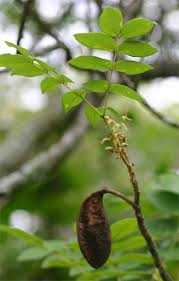 Image result for Xylia torreana