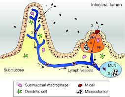 Image result for yersinia fotos