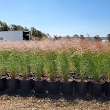 Image result for Aristida pilgeri