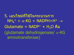 glutamate dehydrogenase คือ อะไร