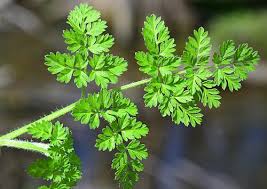 Image result for Aptosimum procumbens