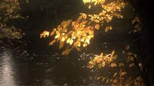 10 gif red aesthetic pics to free download on animal maker. A Blog With A View Nature Gif Aesthetic Gif Nature