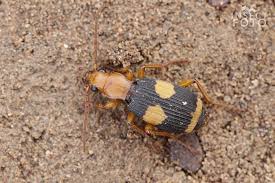 Jobe martin vysvětluje stavbu těla a vnitřní chemické není možné náhodně naprogramovat reprodukční mechanismus, který by umožnil broukovi snést. Carabidae Sp Pavel Krasensky