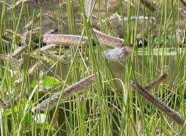 Image result for Cayratia gracilis