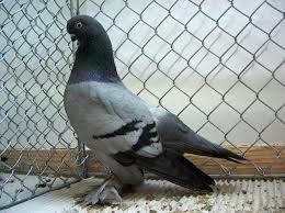 أنواع الحمام Tumbler Pigeons Pigeon Pictures Pigeon Breeds