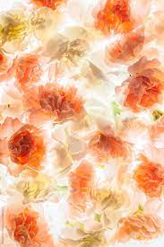 Carnation Flowers By Marc Bordons Stocksy United Stock Stockphoto Spring Flowers Background Spring Flowers Background Carnation Flower Floral Painting