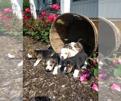 Other possible descendants of the beagle are the talbot hound, the black & tan irish kerry beagle and the bloodhound. Puppyfinder Com Beagle Puppies Puppies For Sale Near Me In Michigan Usa Page 1 Displays 10
