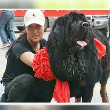 Un pui de mastiff tibetan roşu a devenit cel mai scump câine din lume, după ce a fost cumpărat pentru o câinele, considerat un specimen perfect, cu gene excelente, a fost vândut unui baron din nordul chinei, care consideră că a făcut o investiţie foarte bună deoarece o să folosească masculul. Un Mastiff Tibetan A Devenit Cel Mai Scump Caine Din Lume