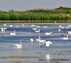 Înconjurați de ape, localnicii supraviețuiesc. Delta Moldovei Va Avea Plan De Management Sor