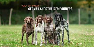 The cost of your puppies vaccinations will vary depending on what type of dog breed they are; How To Breed German Shorthaired Pointers History Breeding Faq