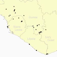 Image result for Voacanga pachyceras