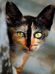  Foto Kucing Kucing Paling Cantik Di Dunia Beautiful Cats Cats Pretty Cats