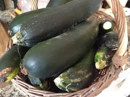 Its fruit may be called marrow when mature. Pquuq Agojdrum