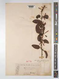 Image result for Agelanthus krausei