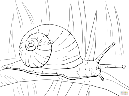 Free printable snail coloring pages and download free snail coloring pages along with coloring pages for other activities and coloring sheets. Garden Snail Snails In Garden Super Coloring Pages Coloring Pages