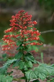 Image result for Clerodendrum