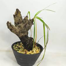 Image result for Xerophyta argentea