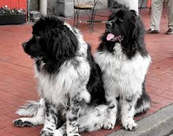Big Black And Brown Dog Breeds Newfoundland Breed Dogs Dog Breeds Newfoundland Puppies