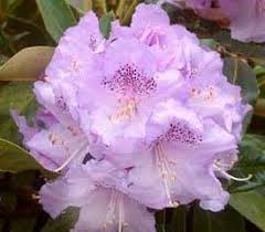 Rhododendron Photo Image Beautiful Flowers Rhododendron Lavender Flowers