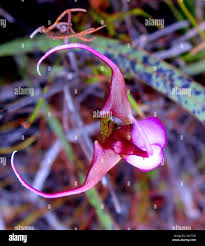 Image result for Disperis dicerochila